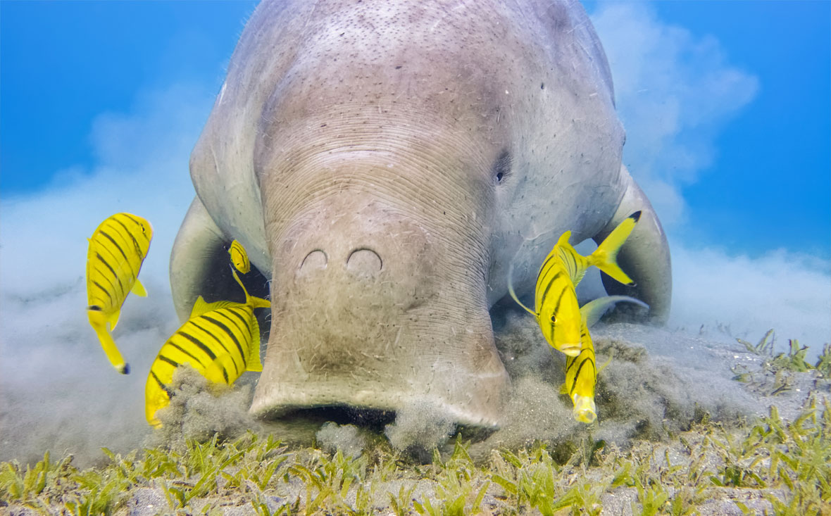 dugong