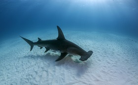 Great hammerhead shark