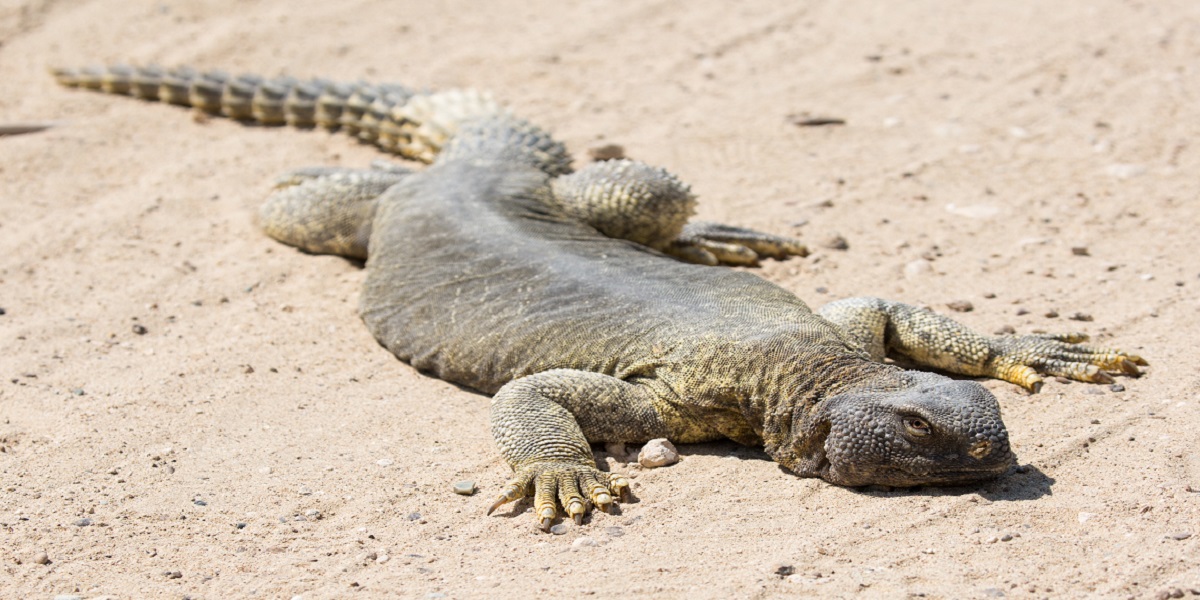 Egyptian Spiny-tailed Lizard