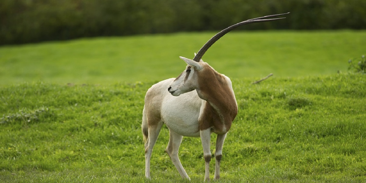 scimitar-horned oryx