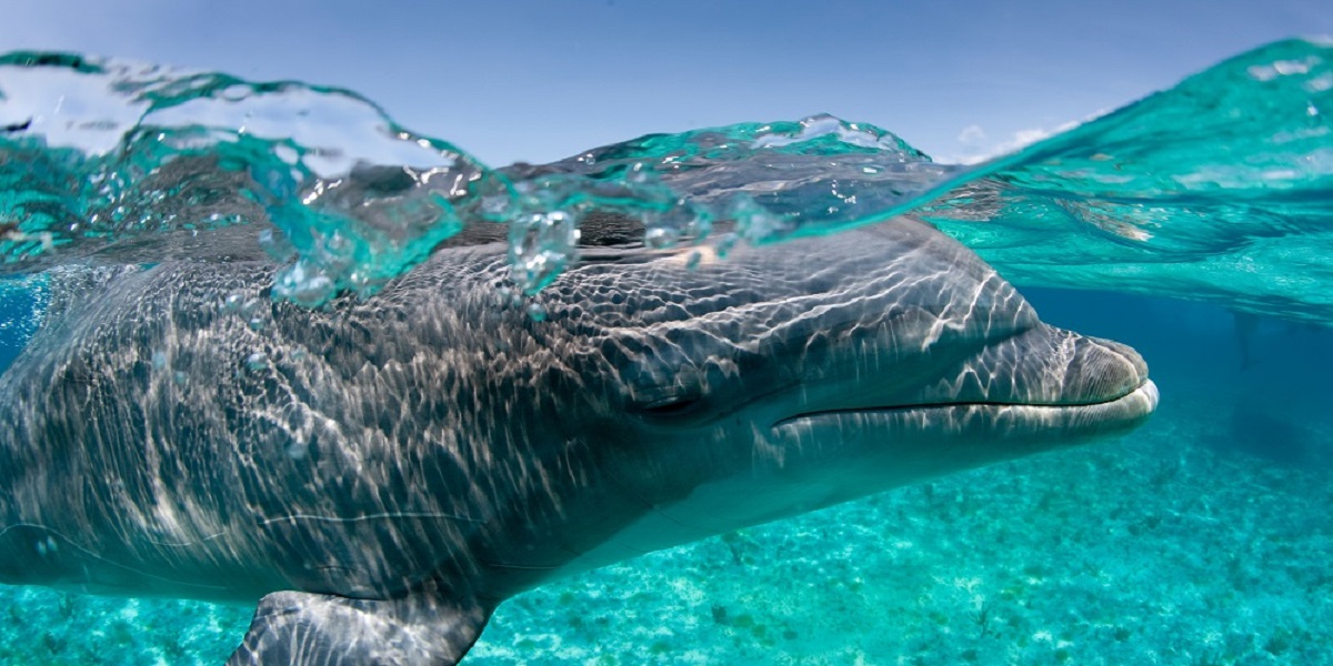 bottlenose dolphin