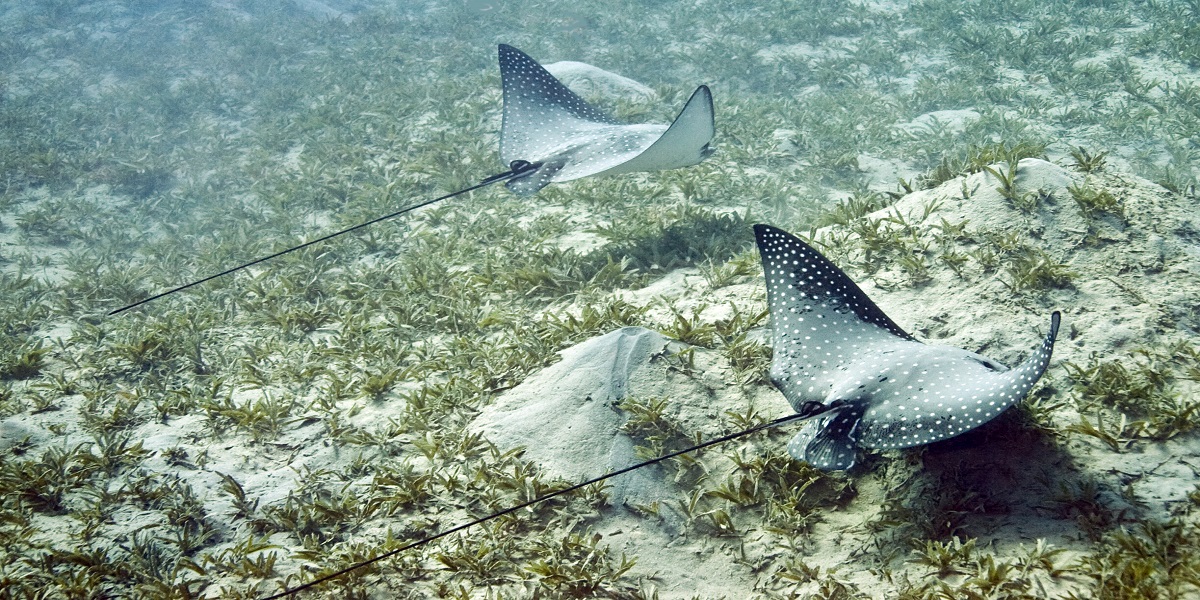 spotted eagle ray facts