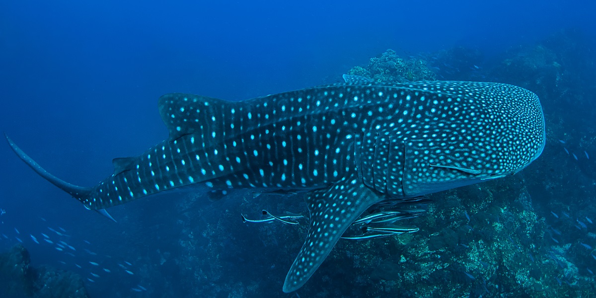 Whale Shark