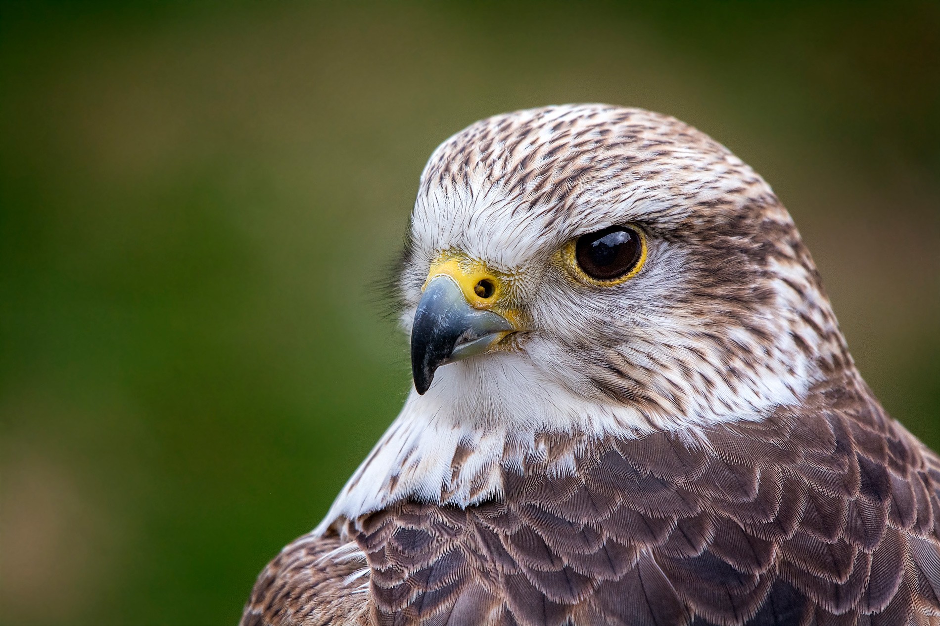 saker bird tours