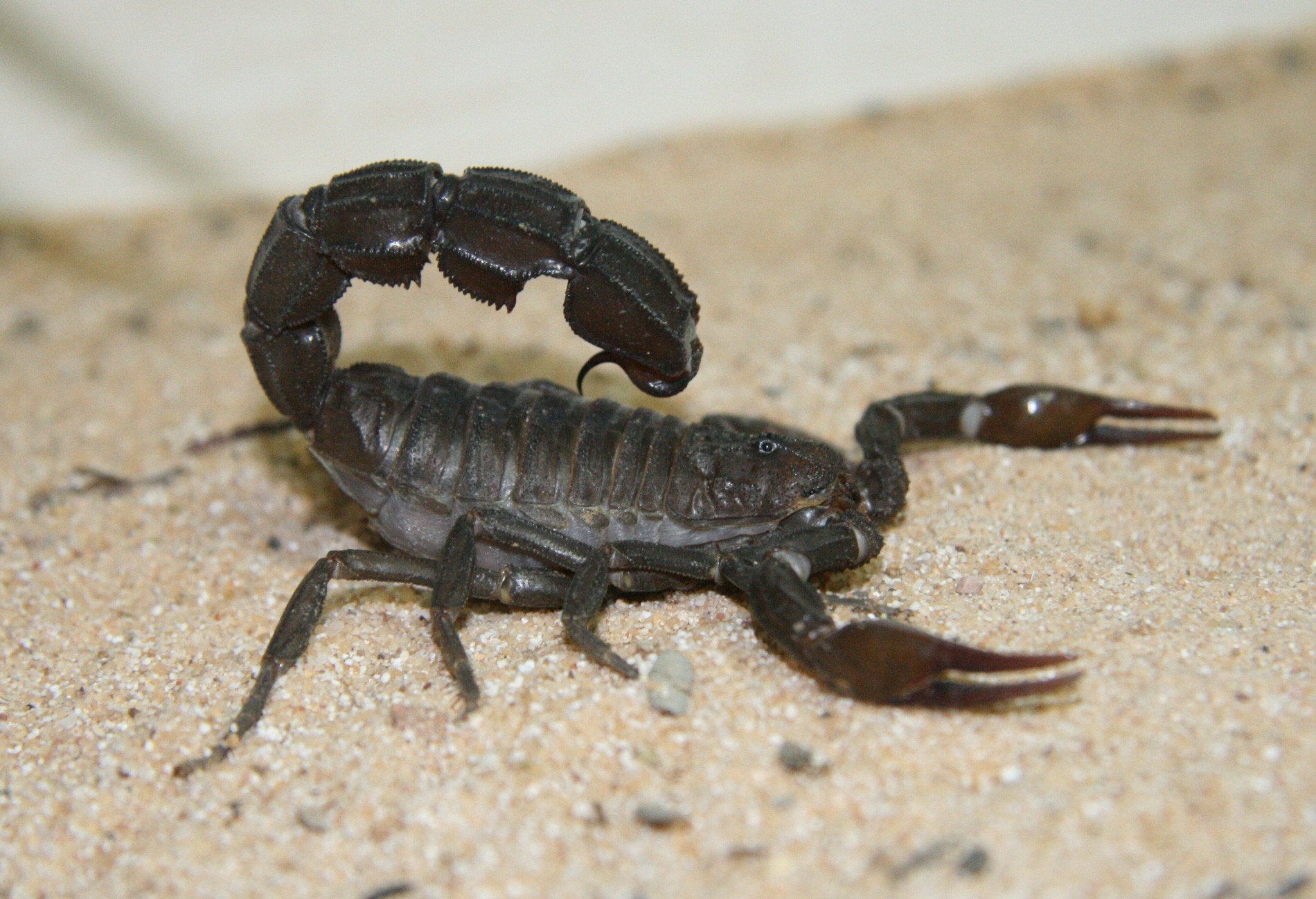 Black Fat-tailed Scorpion